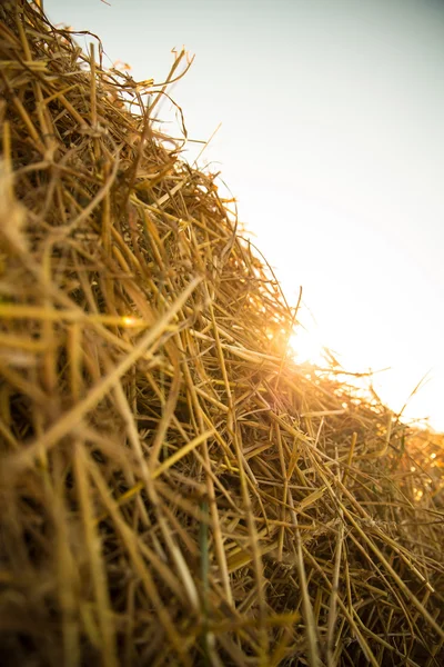 Hay in the sunset — Stock Photo, Image